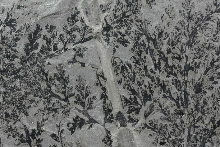 Pennsylvanian Fossil Plant (Sphenopteridium) - Kinney Quarry, NM #80443